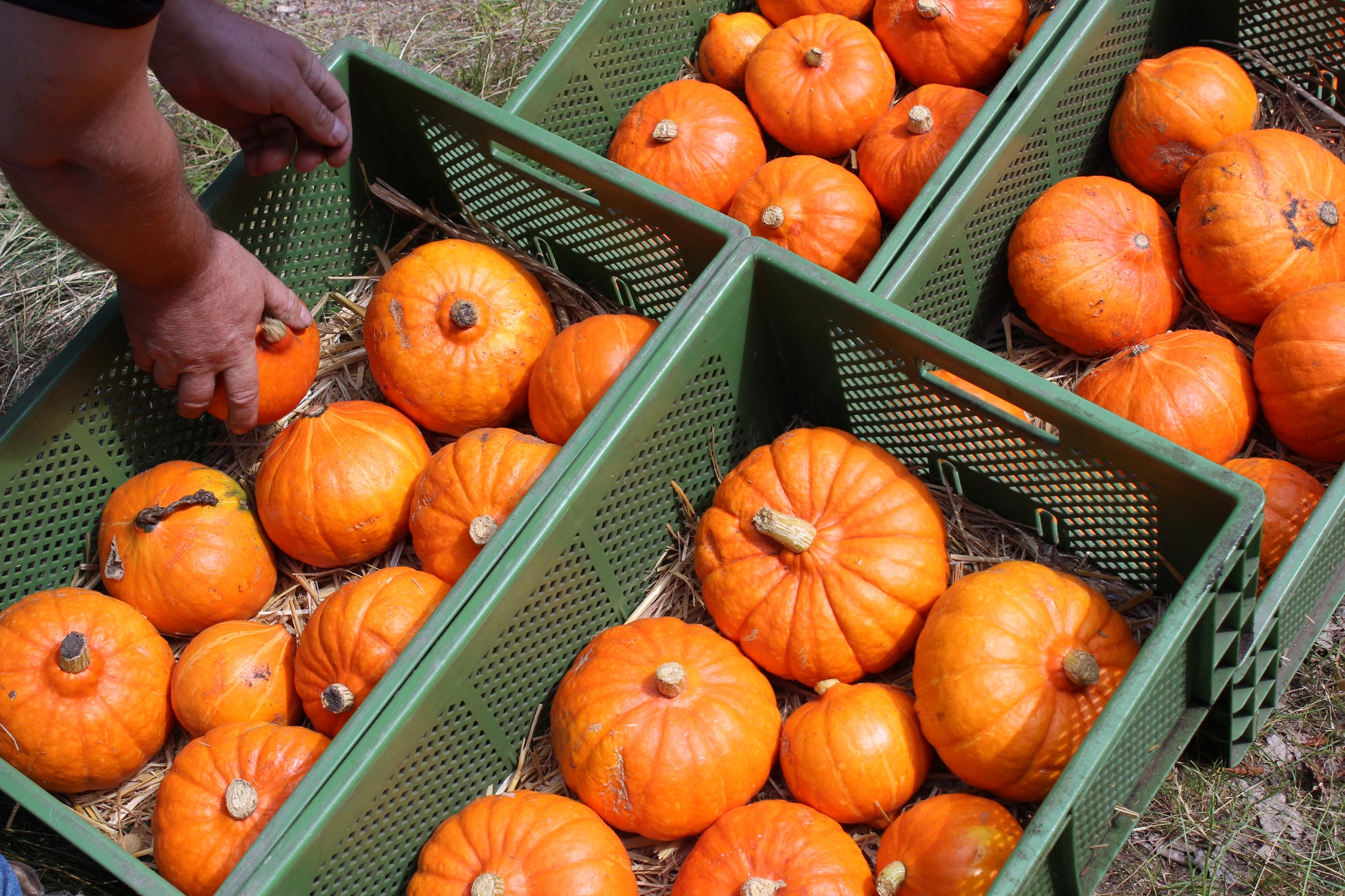Kisten mit Bioland Hokkaido Kürbissen frisch vom Feld