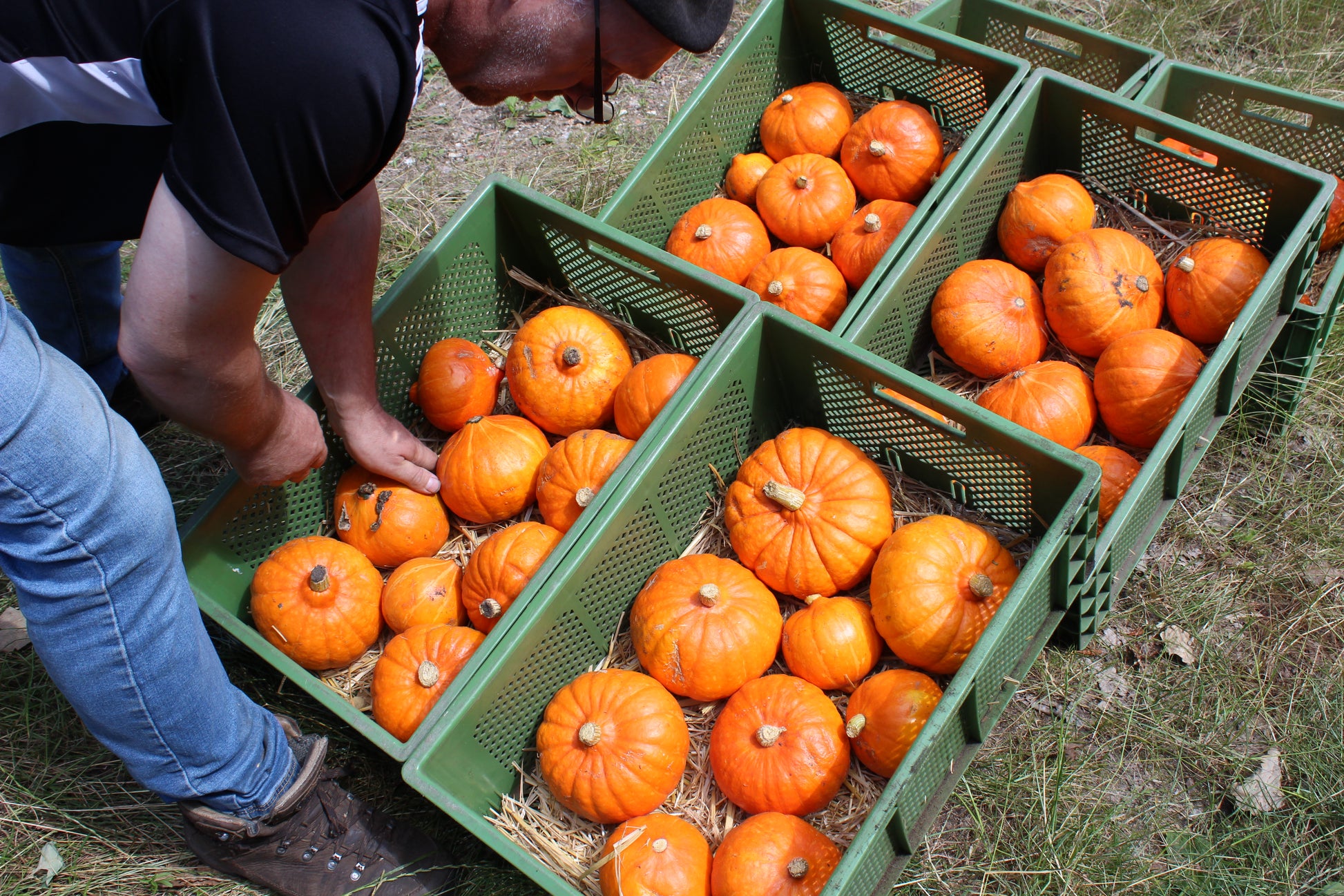 Frisch vom Feld geerntete Bioland Hokkaido Kürbisse in Kisten