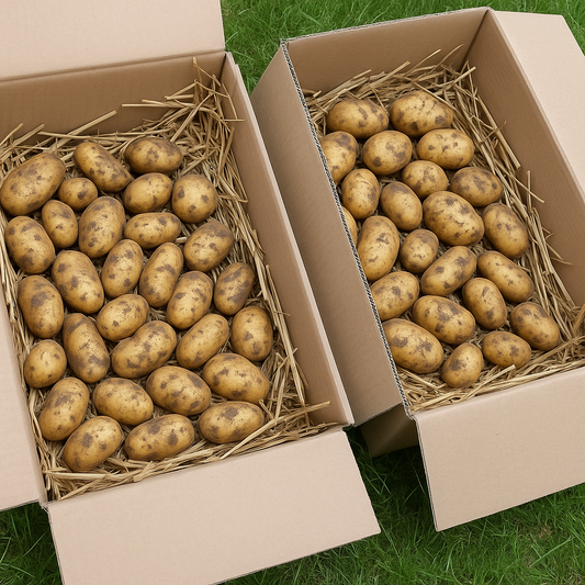 Winterkiste Bioland Kartoffel Annabelle 8kg